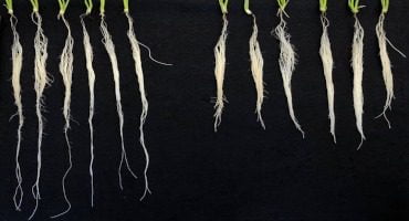 Wheat-variety-with-longer-roots.jpg