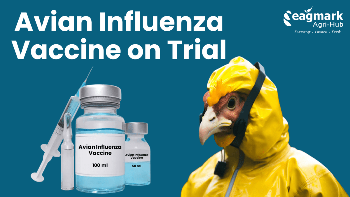 Avian-Influenza-Vaccine-on-Trial-USDA_Eagmark_Agri-Hub-1200x675.png