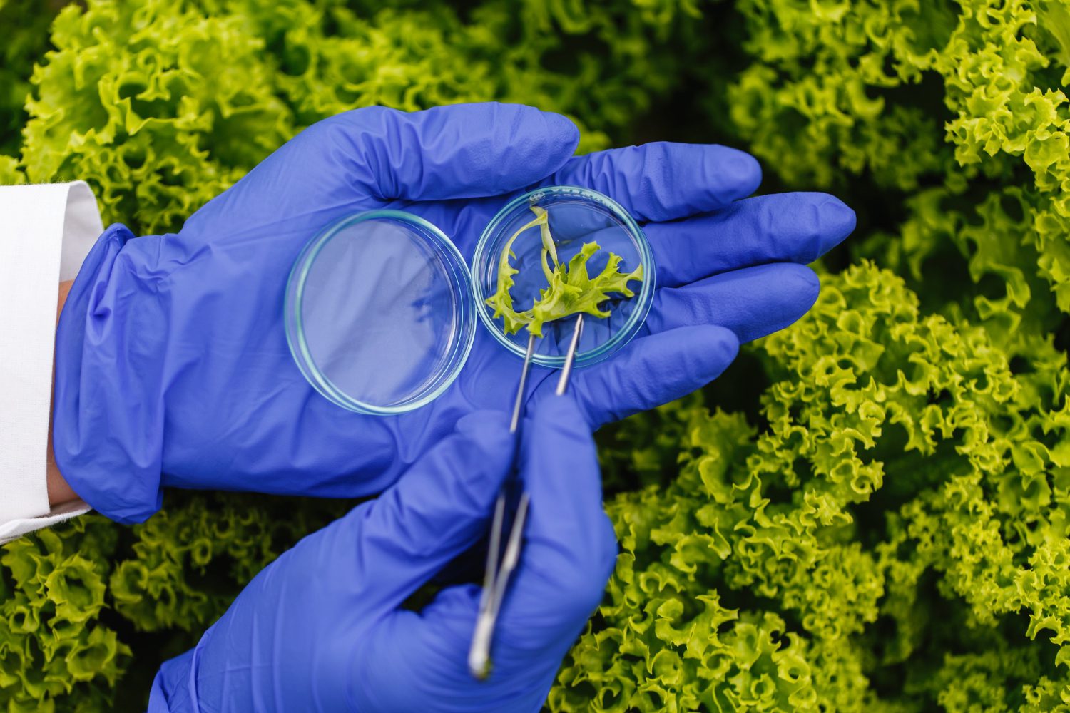 The Rise Of Biological Solutions In Sustainable Agriculture