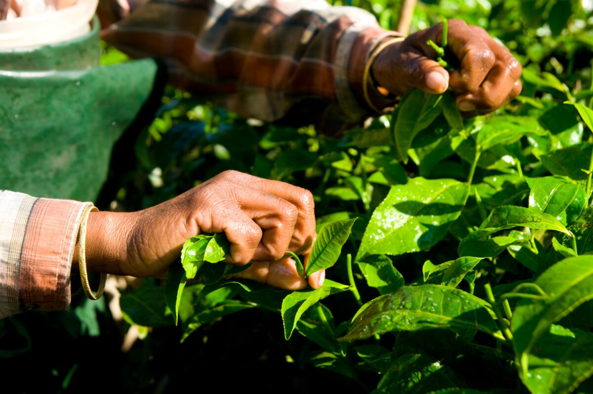 Tea-picking-farmer-1200x797.jpg