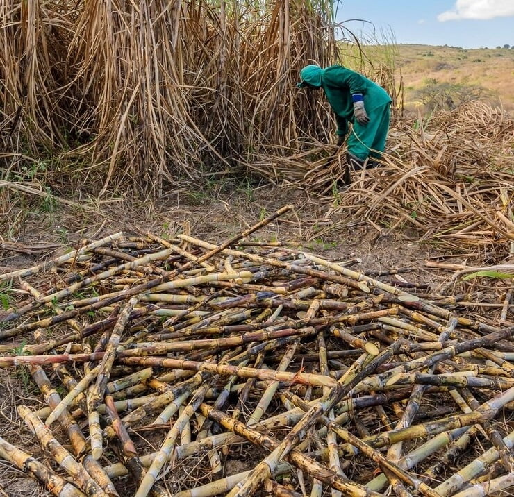 sugarcane-harvesting-1.jpeg